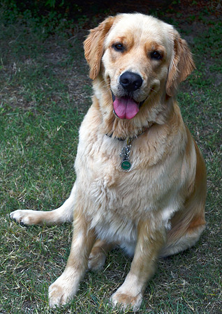 Golden Retriever